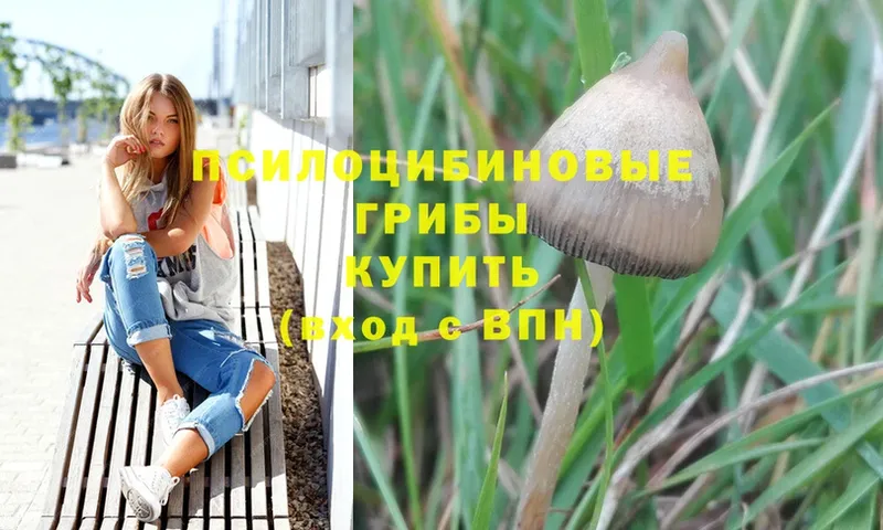 цена   Ишим  Галлюциногенные грибы Psilocybe 